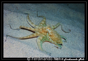 Octopus vulgaris. by Ferdinando Meli 